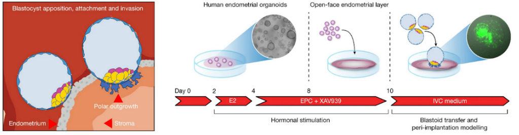 Diagram of blastoid attachment, apposition and invasion into a modeled endometrium, with polar outgrowths forming at the point of contact with the endometrial stroma, alongside a schematic of the endometrial-organoid culture protocol (hormonal stimulation with E2 then EPC+XAV939, followed by an open-face endometrial layer for blastoid transfer and peri-implantation modeling).