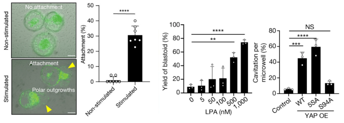 Two-panel figure. Left: micrographs of blastoids on non-stimulated endometrial cells (no attachment) versus hormonally stimulated endometrial cells (attachment, with polar outgrowths visible), alongside a bar graph showing attachment at roughly 1% for non-stimulated organoids versus roughly 30% for stimulated ones. Right: a bar graph of blastoid yield rising with increasing LPA dose (0–1000 nM), and a bar graph of cavitation per microwell showing high cavitation for wild-type and the constitutively active 5SA YAP1 mutant, but cavitation not significantly different from control for the TEAD-binding-deficient S94A mutant.