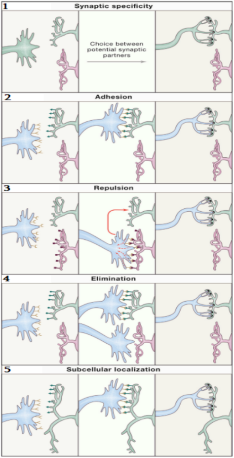 Five-panel diagram of mechanisms of synaptic specificity. Panel 1: an axon faces a choice between several potential synaptic partners. Panel 2 (Adhesion): matching cell-recognition proteins on the axon and one dendrite bind and adhere. Panel 3 (Repulsion): a mismatched partner is actively repelled away. Panel 4 (Elimination): an initially formed but non-functional connection is retracted/eliminated. Panel 5 (Subcellular localization): the axon terminal restricts its branching to one narrow stratum within the dendritic target field rather than spreading across the whole target area.