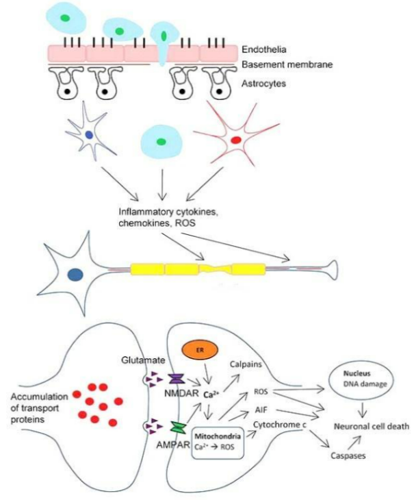 Schematic of traumatic brain injury pathophysiology showing endothelia, basement membrane, and astrocytes releasing inflammatory cytokines, chemokines, and ROS; accumulation of transport proteins at the axon terminus leading to glutamate buildup in the synaptic cleft; activation of calpains; mitochondrial involvement with cytochrome release; nuclear DNA damage; and activation of caspases leading to cell death.
