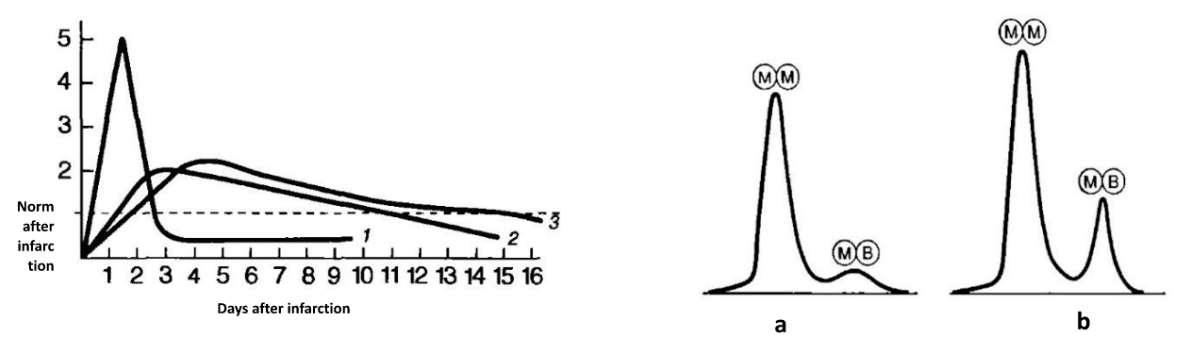 Two-panel figure. Image 1: change in enzyme activity (relative to norm after infarction) over the days following a myocardial infarction, with curve 1 (CK) rising sharply and peaking around day 1 before falling back to normal by about day 3-4, curve 2 (LDH) peaking more gradually around day 4-5 and declining slowly, and curve 3 (β-HBDH) declining the most slowly, still above normal by day 16. Image 2: electrophoretic separation of CK isoforms showing a large MM peak and small MB peak in a healthy individual (a), versus a large MM peak and a clearly larger MB peak in a patient following myocardial infarction (b).