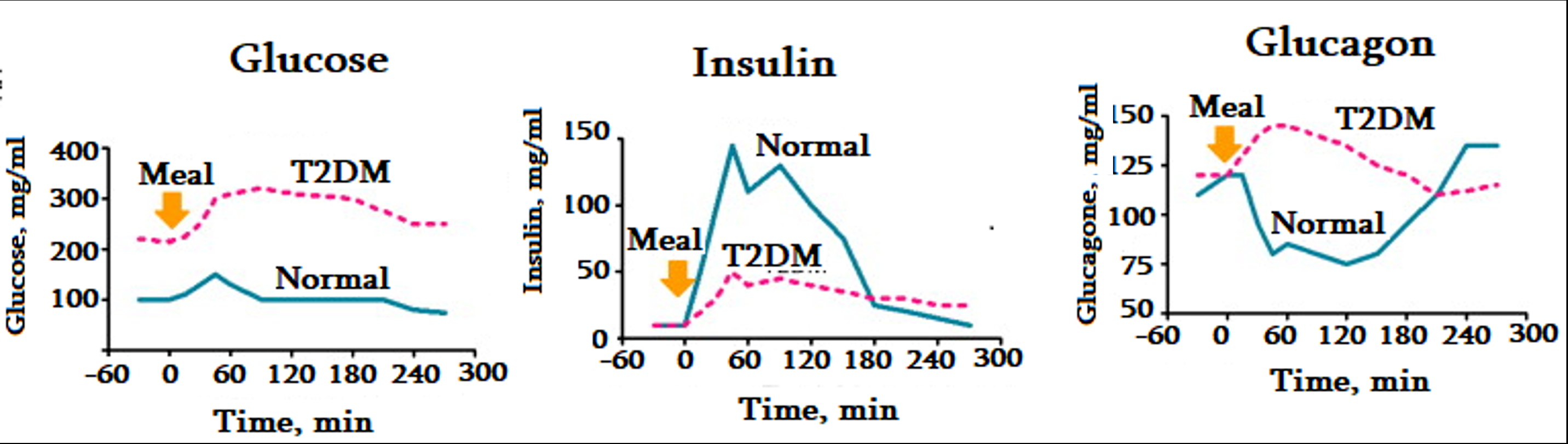 Three-panel figure showing glucose, insulin, and glucagon levels over time (-60 to 300 minutes) around a meal, comparing healthy (“Normal”) individuals to those with type 2 diabetes (T2DM). Glucose: Normal rises modestly from ~100 to ~150 mg/ml then returns to baseline; T2DM stays elevated the whole time, rising from ~220 to ~310 and declining only slightly. Insulin: Normal shows a large biphasic peak reaching ~140 mg/ml; T2DM shows a much smaller, blunted peak reaching only ~45-50 mg/ml. Glucagon: Normal drops from ~120 to ~75-80 mg/ml after the meal before recovering; T2DM instead rises from ~120 to ~145 mg/ml after the meal and stays elevated.