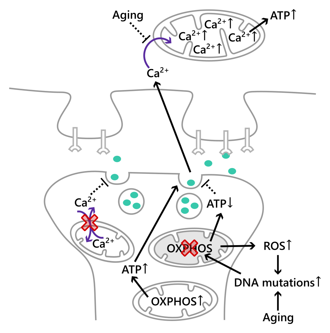 Diagram of a synapse showing a presynaptic terminal with two mitochondria: one with normal Ca2+ exchange promoting ATP↑ that supports vesicle release, and one where mitochondrial Ca2+ exchange is blocked (marked with a red X), which inhibits vesicle release. A second presynaptic mitochondrion shows aging-related OXPHOS deficiency lowering ATP (ATP↓), which inhibits vesicle release, while OXPHOS deficiency also raises ROS, which causes DNA mutations that feed back into further mitochondrial damage — a cycle driven by aging. On the postsynaptic side, a dashed inhibitory line from “Aging” blocks Ca2+ entry into a postsynaptic mitochondrion that would otherwise raise Ca2+ and boost ATP production.