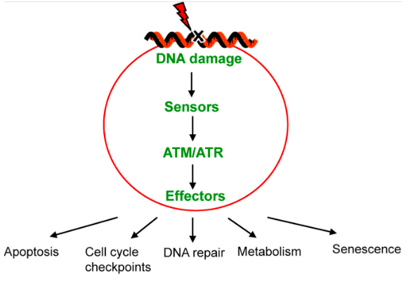 Flow diagram of the DNA damage response: DNA damage is detected by sensor proteins (ATM/ATR), which activate downstream effectors. These effectors can trigger apoptosis, cell cycle checkpoints, DNA repair, changes in metabolism, or senescence, depending on the extent of damage and the cell’s ability to repair it.