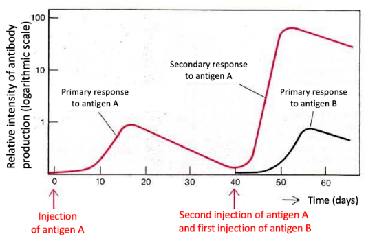 Graph of relative antibody production (logarithmic scale) versus time in days. After the first injection of antigen A at day 0, a slow-rising, low-magnitude “primary response to antigen A” peaks around day 15-17 and then declines. At day 40, a second injection of antigen A together with a first injection of antigen B is given. The response to antigen A now rises rapidly to a much higher peak (a “secondary response to antigen A”), while the response to antigen B shows the same slow, low-magnitude kinetics as a first-time (“primary”) response, peaking later and much lower than the secondary response to A.