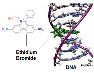Figure 1. Ethidium bromide structure and its binding to DNA.