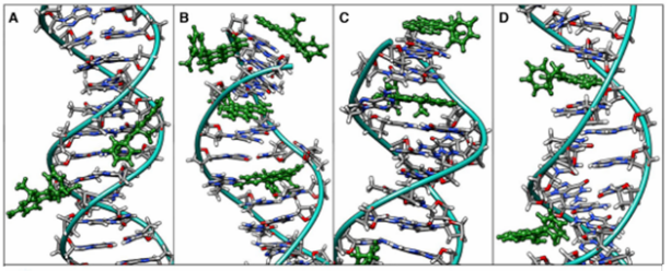 Figure 2. Four modes of ethidium bromide binding to DNA, labelled A–D.