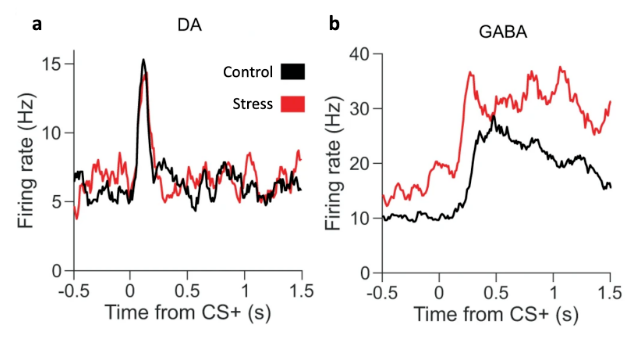 Two-panel figure of neuronal firing rate versus time from the CS+ sound cue. Panel a (DA neurons): control (black) and stress (red) traces overlap almost exactly, both showing a sharp, brief peak in firing rate (~15 Hz) right after the cue before returning to baseline (~5-7 Hz). Panel b (GABA neurons): the control (black) trace rises gradually to ~30 Hz and then declines gradually; the stress (red) trace rises even higher (~35-37 Hz) and stays persistently elevated (well above control) throughout the recording window without returning to baseline.