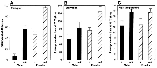 Three-panel bar chart comparing wild-type (+) and mth mutant survival, split by sex. Panel A: percent survival at 48 hours under paraquat, with mth flies of both sexes surviving far better than wild type. Panel B: average survival time at 25°C under starvation, mth surviving somewhat longer than wild type. Panel C: average survival time at 36°C (high temperature), mth and wild type showing more similar, modest survival times for both sexes.