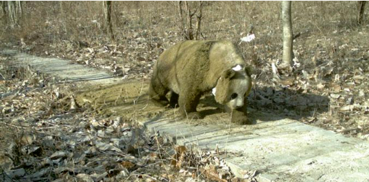 Photograph of a giant panda standing on a wooden boardwalk in a forest, its fur covered with dried feces.
