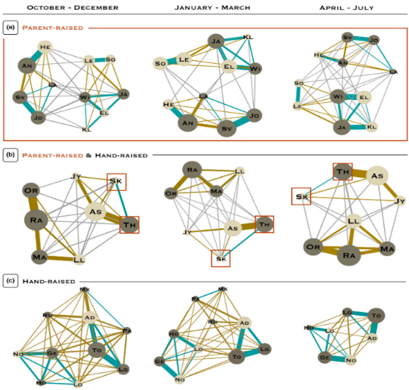 Three rows of social-network graphs across three seasonal periods (October-December, January-March, April-July). Row (a) parent-raised individuals; row (b) a mixed group with some parent-raised individuals marked by red squares; row (c) hand-raised individuals. Node size reflects sociability, and edge thickness/color reflects relationship strength: blue for siblings, brown for individuals raised together from hatching, gray for newly acquainted individuals.