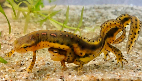 Photograph of two Notophthalmus viridescens newts in amplexus, the male clasped on top of the female.