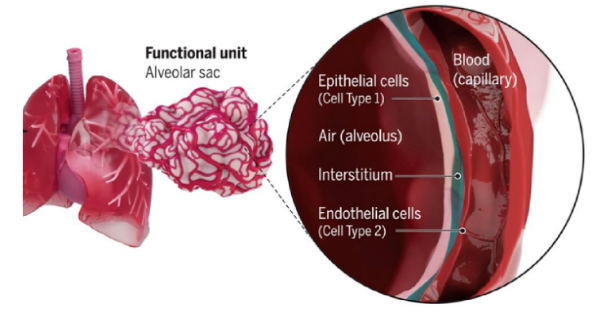Figure 1. The endothelial barrier of the alveolus, showing epithelial cells, air space, interstitium, and endothelial cells against the blood capillary.