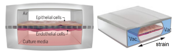 Figure 2. The two-chamber organ-on-a-chip device, with epithelial and endothelial cell layers separated by a membrane, and a mechanical vacuum-strain mechanism.