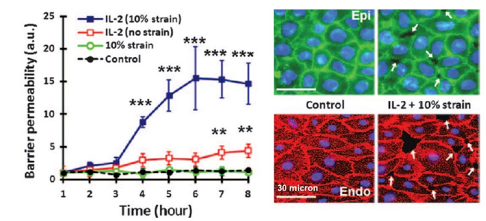 Figure 3. Barrier permeability over time for four conditions, plus immunostaining images for occludin and VE-cadherin under control vs IL-2 + strain conditions.
