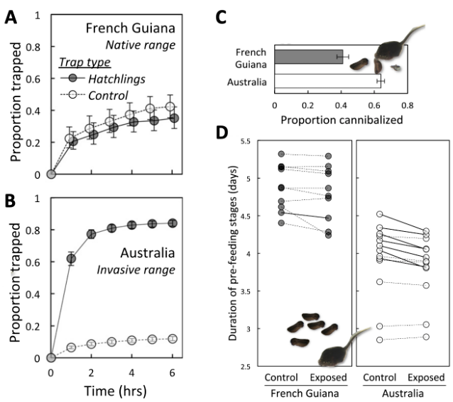 Four-panel figure. Panel A: French Guiana (native range) tadpoles trapped at similar rates toward hatchling-baited and control traps over time. Panel B: Australian (invasive range) tadpoles trapped far more toward hatchling-baited traps than control traps. Panel C: bar chart showing a higher proportion of larvae cannibalized in the Australian population than the French Guiana population. Panel D: paired dot plots showing pre-feeding stage duration in control vs. exposed conditions, with a small, non-significant decrease for French Guiana (dashed lines) and a larger, significant decrease for Australia (solid lines).