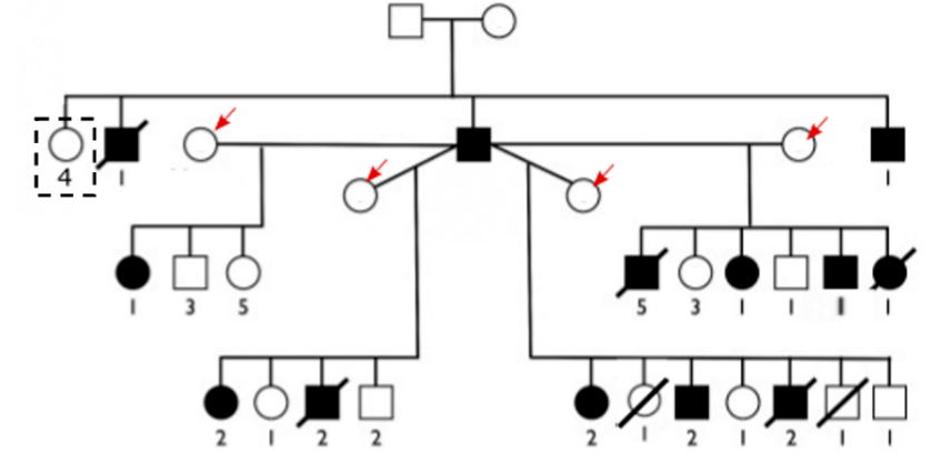 Four-generation pedigree. An unaffected founding pair produces an affected son and several unaffected daughters, three of which are marked with red arrows. The central affected male (generation 2) mates with several of these unaffected, red-arrow-marked females, producing a mix of affected and unaffected offspring in generation 3, some deceased. A dashed box marks a sibling group of four unaffected F1 females on the far left.