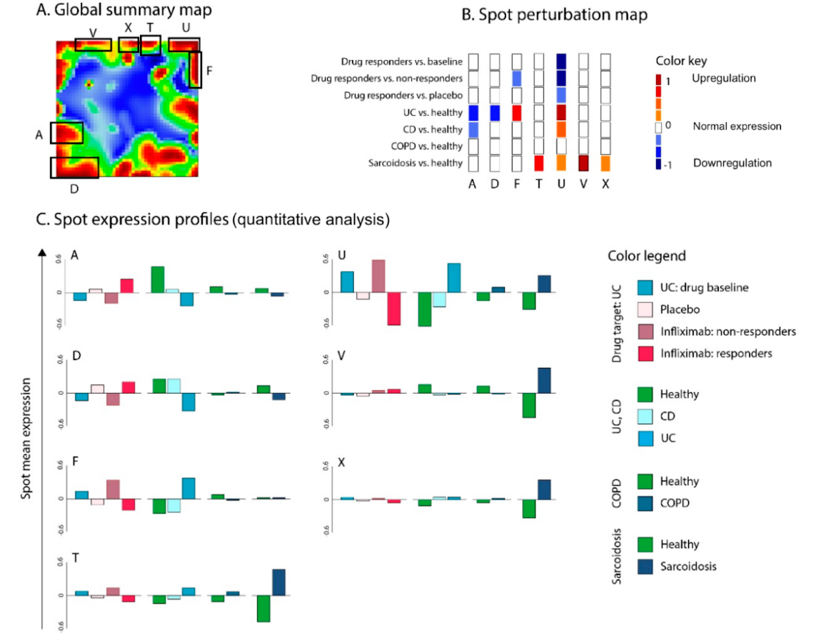 Three-panel figure. Panel A: a global transcriptome summary heatmap with seven labeled gene-expression clusters (“spots”) A, D, F, T, U, V, X. Panel B: a spot-perturbation grid showing, for seven comparisons (drug responders vs. baseline/non-responders/placebo, and UC/CD/COPD/sarcoidosis vs. healthy), which spots are upregulated (red/orange), downregulated (blue), or unchanged (white). Panel C: bar charts of quantitative spot mean expression across sample types for each of the seven spots.
