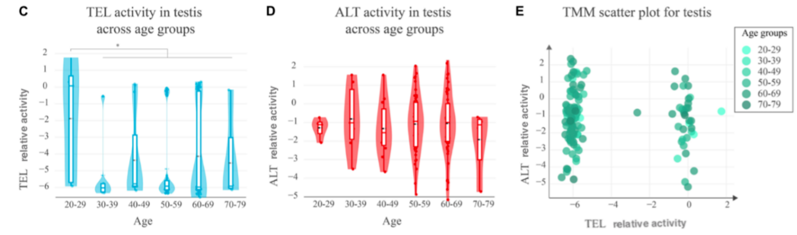 Three-panel figure. Panel C: violin/box plots of TEL relative activity across six age groups (20-29 through 70-79), with the 20-29 group standing out as significantly elevated relative to the rest. Panel D: violin/box plots of ALT relative activity across the same six age groups, showing broadly overlapping, similarly wide distributions with no clear age trend. Panel E: a TMM scatter plot of ALT vs. TEL relative activity, colored by age group, showing two loose clusters.