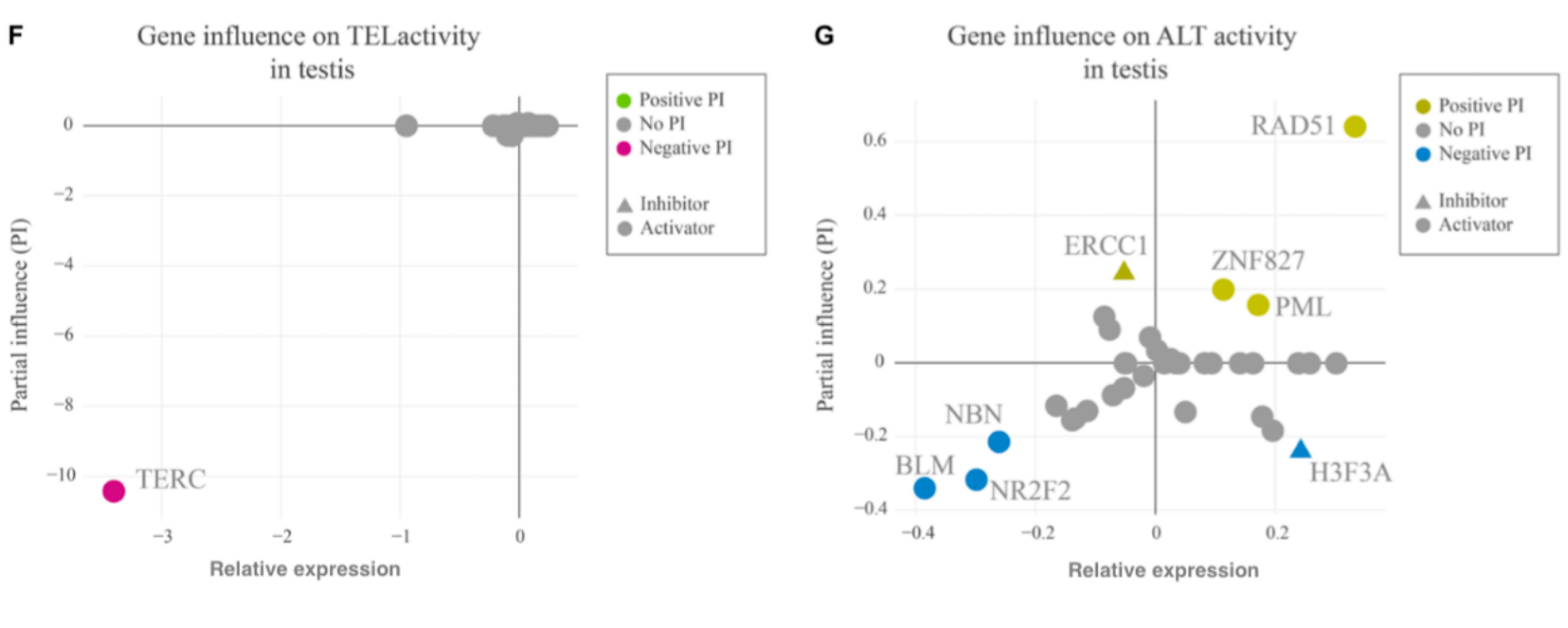Two-panel figure. Panel F: gene influence (Partial Influence, PI) on TEL activity in testis, with TERC showing a large negative PI (strong inhibitor) and other genes showing smaller effects. Panel G: gene influence on ALT activity in testis, with RAD51 showing the largest positive PI (strongest activator) among the plotted genes.