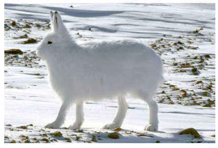 Photograph of Lepus arcticus, a large white hare standing on snow with long, upright ears.