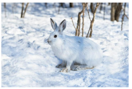Photograph of Lepus americanus, a smaller white hare sitting in snow among sparse forest brush.