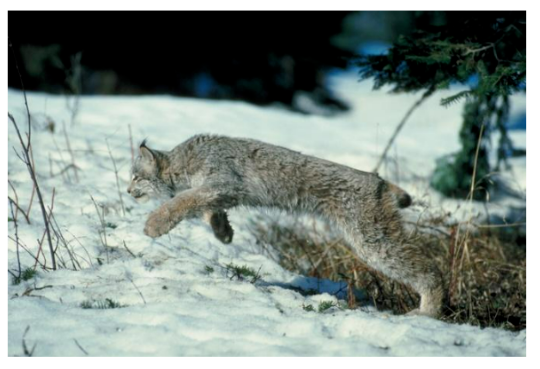 Photograph of Lynx canadensis, a lynx.