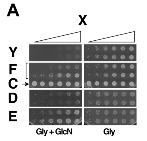 Panel A shows yeast colony growth on Gly and Gly+GlcN plates for conditions X (serial dilution control), Y (yeast only), F (yeast with S. gallinarum), C (S. gallinarum only), D (yeast with filtered unused bacterial medium), and E (yeast with filtered post-cultivation bacterial medium). Panel B shows the fraction of GAR+ colonies increasing with lactic acid concentration.