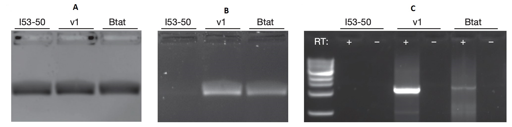 Figure 1. Three gel panels for I53-50, v1, and Btat variants. Panel A (protein) shows bands for all three. Panel B (nucleic acid after DNase) shows bands only for v1 and Btat. Panel C (RT-PCR) shows bands in the RT+ lanes for v1 and Btat, indicating the packaged material is RNA.