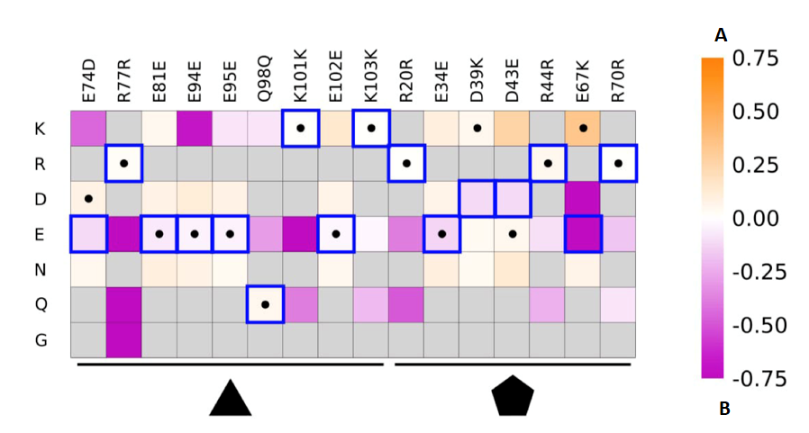 Figure 2. Heatmap showing the effect of single-site mutations on genome protection. Rows represent amino acid substitutions, columns represent sites in the two capsid proteins (triangle and pentagon). Colors range from enriched (beneficial, yellow) to depleted (detrimental, purple). Blue squares mark the v1 starting sequence, black dots mark the v2 selected sequence.