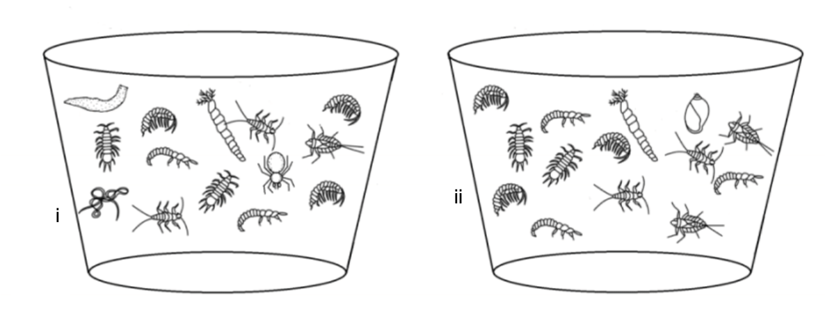 Two sample containers labeled i and ii. Container i contains various invertebrate species including worms, isopods, amphipods, mayfly larvae, stonefly larvae, and a spider. Container ii contains a subset of similar species with some overlap and some unique taxa like a snail.
