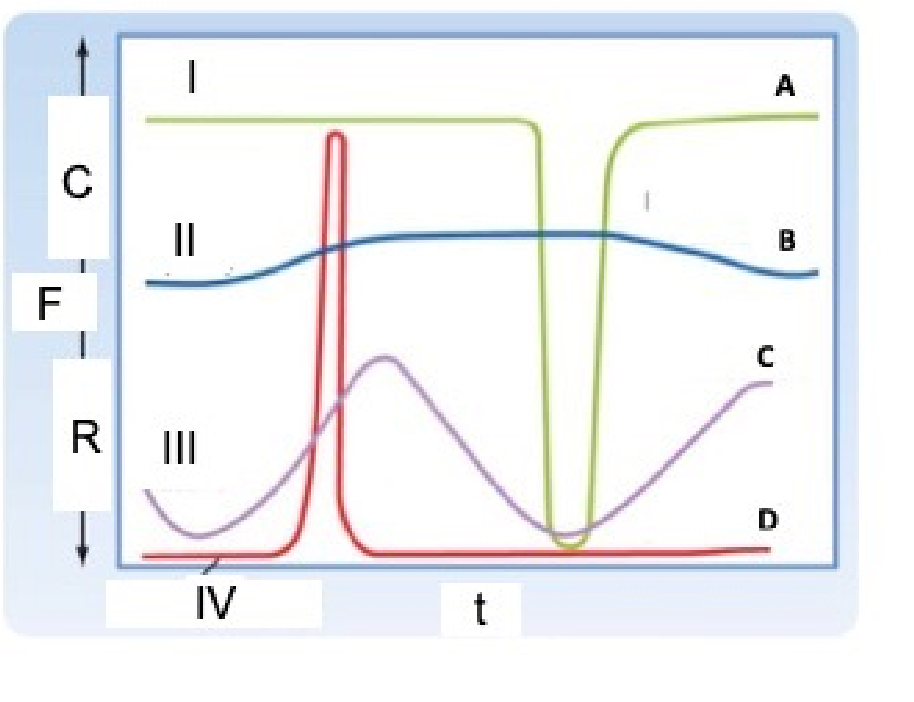Smooth muscle contraction dynamics showing four curves (A-D). C (y-axis) = Contraction/Force, R = Relaxation, t = Time. Curve A (I, green) is sustained high contraction with a brief relaxation dip. Curve B (II, blue) shows sustained partial contraction (tone) with moderate fluctuations. Curve C (III, purple) shows rhythmic phasic oscillations. Curve D (IV, red) shows baseline relaxation with a sharp contraction spike.