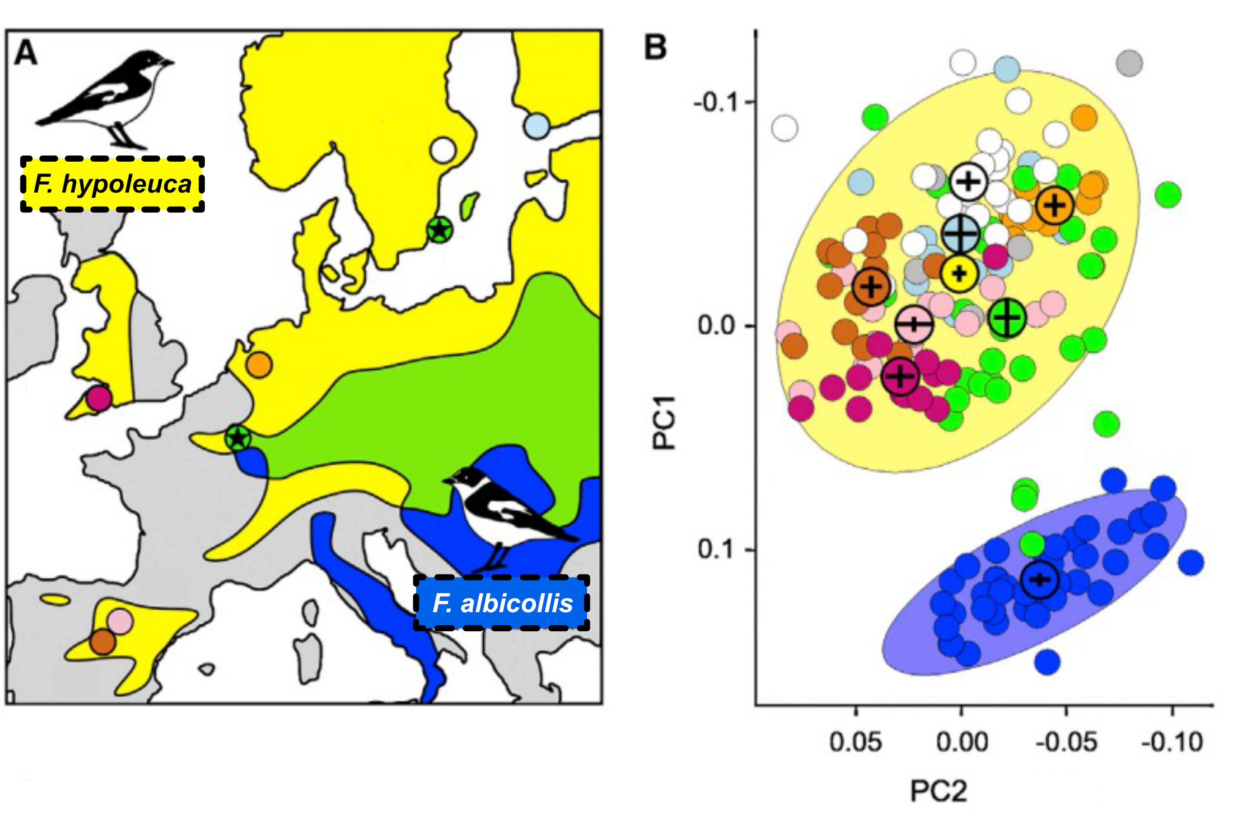 Figure 1. Panel A shows a map of Europe with the range of F. hypoleuca (yellow), F. albicollis (blue), and their overlap zone (green). Colored dots mark F. hypoleuca populations used in the study. Panel B shows a PCA plot with PC1 and PC2 axes. Individual songs are plotted as dots, with F. hypoleuca songs (various colors by population) enclosed in a yellow 95% ellipse and F. albicollis songs (blue dots) in a blue ellipse. The two species form distinct clusters in PCA space, and within F. hypoleuca, songs from the same population cluster together.