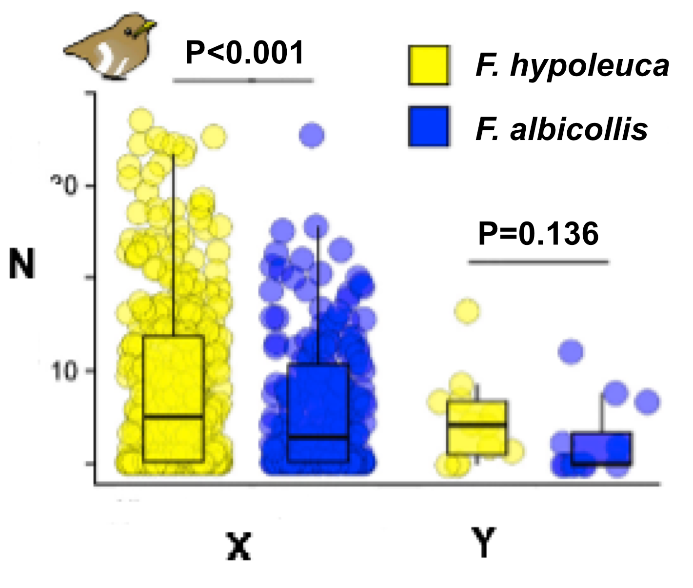 Figure 2. Boxplots showing the number of begging calls (N, mean within clutch) by F. hypoleuca nestlings in response to recorded songs of F. hypoleuca (yellow) or F. albicollis (blue) males. Left panel (Allopatry, 6 populations, 347 clutches) shows a significant difference (P < 0.001) with more begging calls for conspecific songs. Right panel (Sympatry, 1 population, 37 clutches) shows no significant difference (P = 0.136).