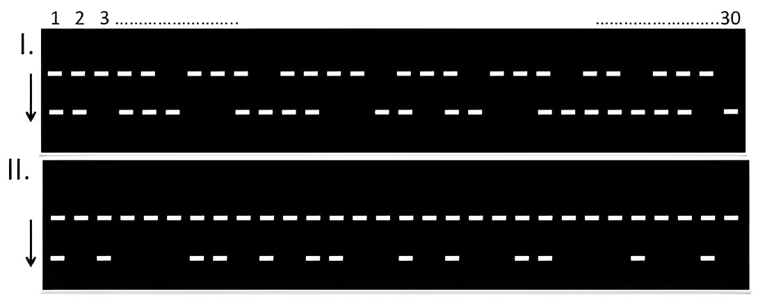 Gel electrophoresis results for two crosses. Cross I shows 30 lanes with three band patterns: some individuals have only the upper (larger) band, some have both bands, and some have only the lower (smaller) band, in approximately 1:2:1 ratio. Cross II shows 30 lanes with two band patterns: individuals either have both bands or only the upper band, in approximately 1:1 ratio.