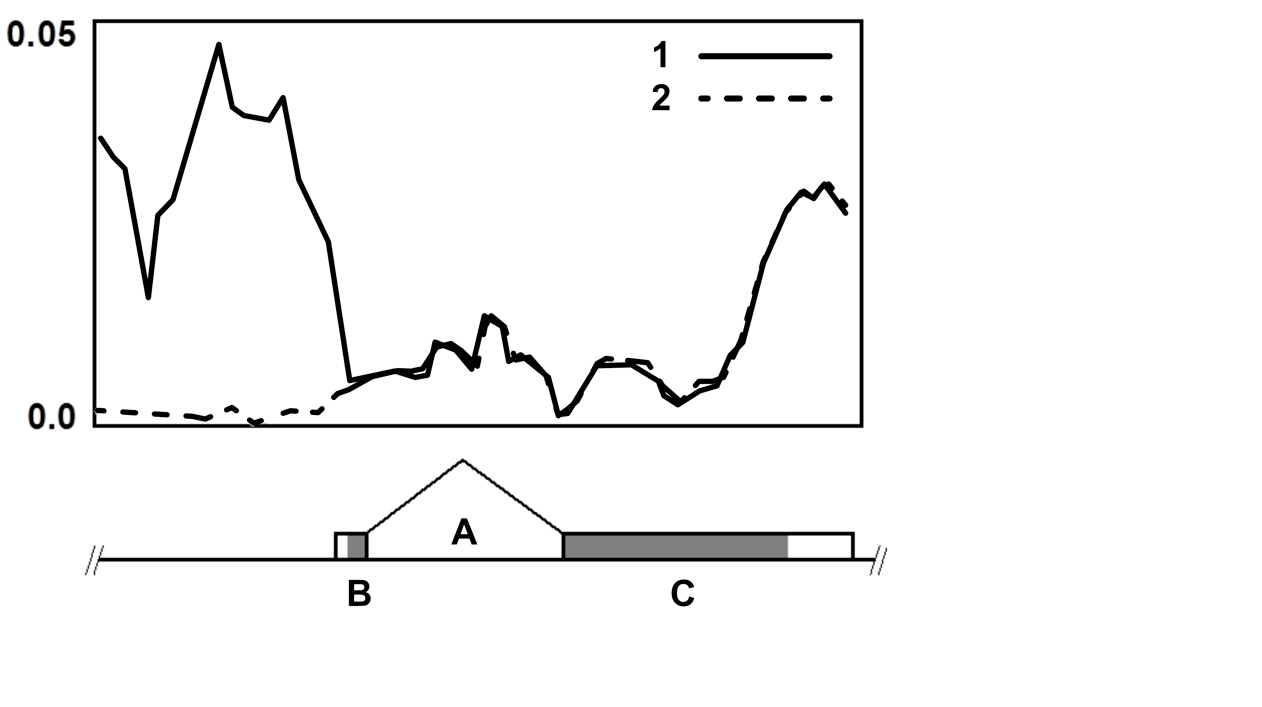 Plot showing nucleotide diversity along gene Y. The wild ancestor (solid line 1) shows high diversity in the upstream/promoter region that drops through the intron and rises again in the coding exons. The crop (dashed line 2) shows near-zero diversity in the upstream region but similar diversity to the wild type in the coding regions. Below the plot: A = Intron, B = Exon 1 (small, with grey coding region), C = Exon 2 (large, with grey coding region).