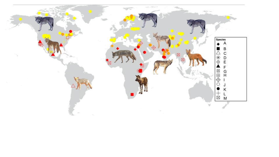 World map showing the geographic distribution of IGF1 SNP genotypes across 13 canid species (A through M). Each species is marked with symbols colored by genotype: yellow = TT, orange = CT, red = CC. Grey wolves (K) and domestic dogs show both T and C alleles. Most other canid species (foxes, jackals, wild dogs) are predominantly or exclusively CC (red).
