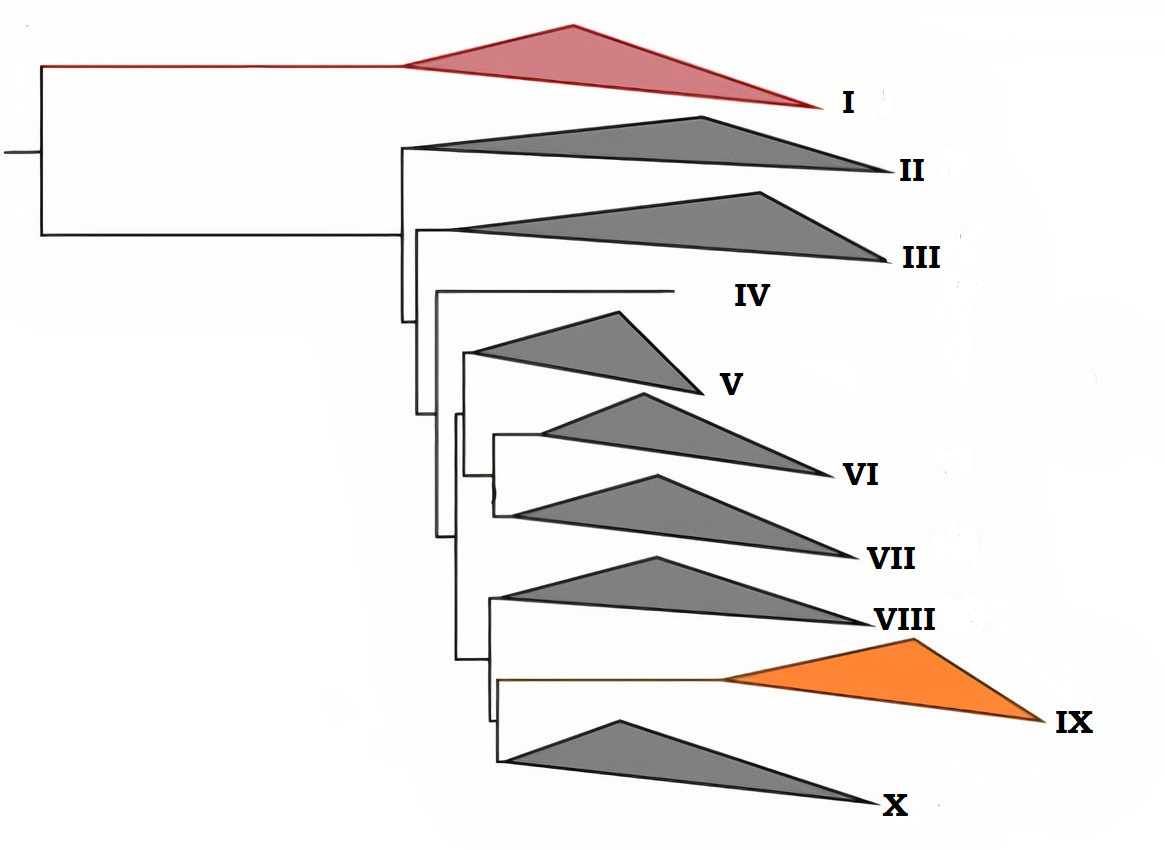Phylogenetic tree showing 10 groups (I-X). Group I (Bacteria, red) is the outgroup. Groups II-VIII are various Archaeal lineages (grey). Group IX (Eukarya, orange) is sister to Group X (Asgardarchaeota). The tree shows Eukaryotes nested within Archaea, closest to Asgardarchaeota.