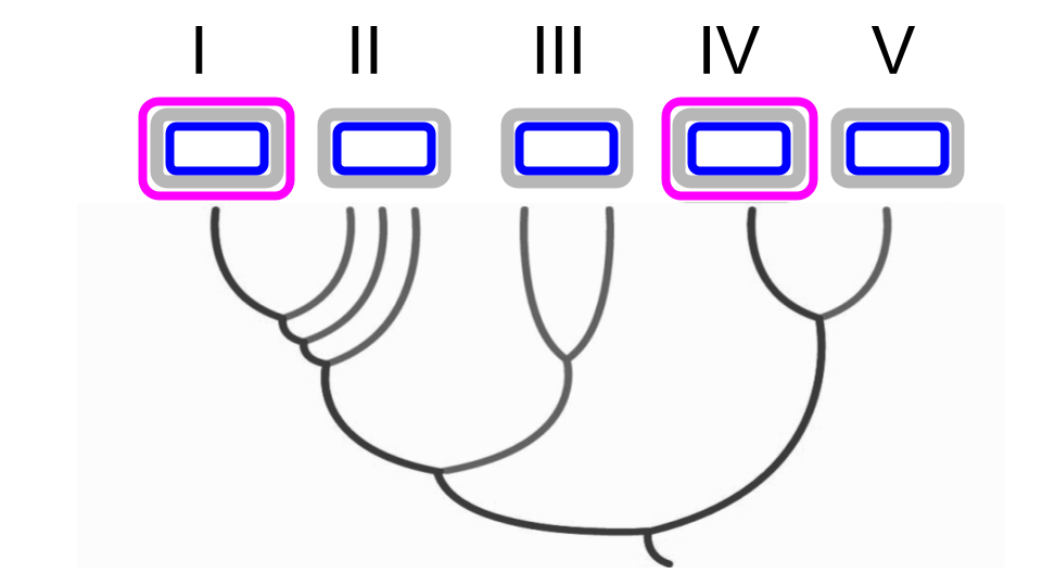 Firmicutes phylogeny showing five groups (I-V) with membrane diagrams above each. Groups I (Negativicutes) and IV (Halanaerobiales) are highlighted in magenta, indicating they are diderms (having an outer membrane, shown in purple). Groups II (Clostridiales/Thermoanaerobacterales), III (Bacillales/Lactobacillales), and V (Natranaerobiales) are monoderms (cytoplasmic membrane only, shown in blue with grey peptidoglycan).