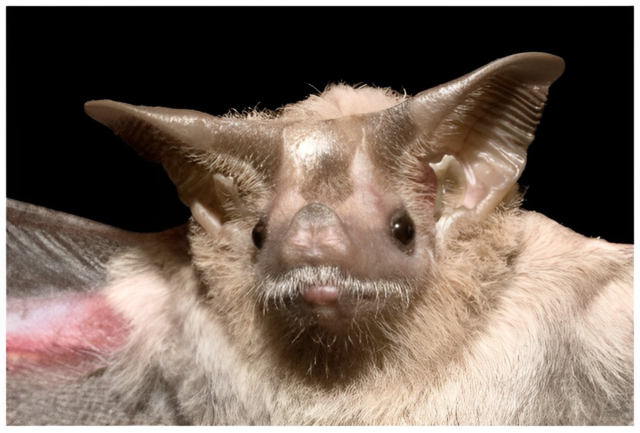 Rhinopoma bat showing closable nostrils, hair fringe around mouth, sparse hair, long tail, and wing membranes