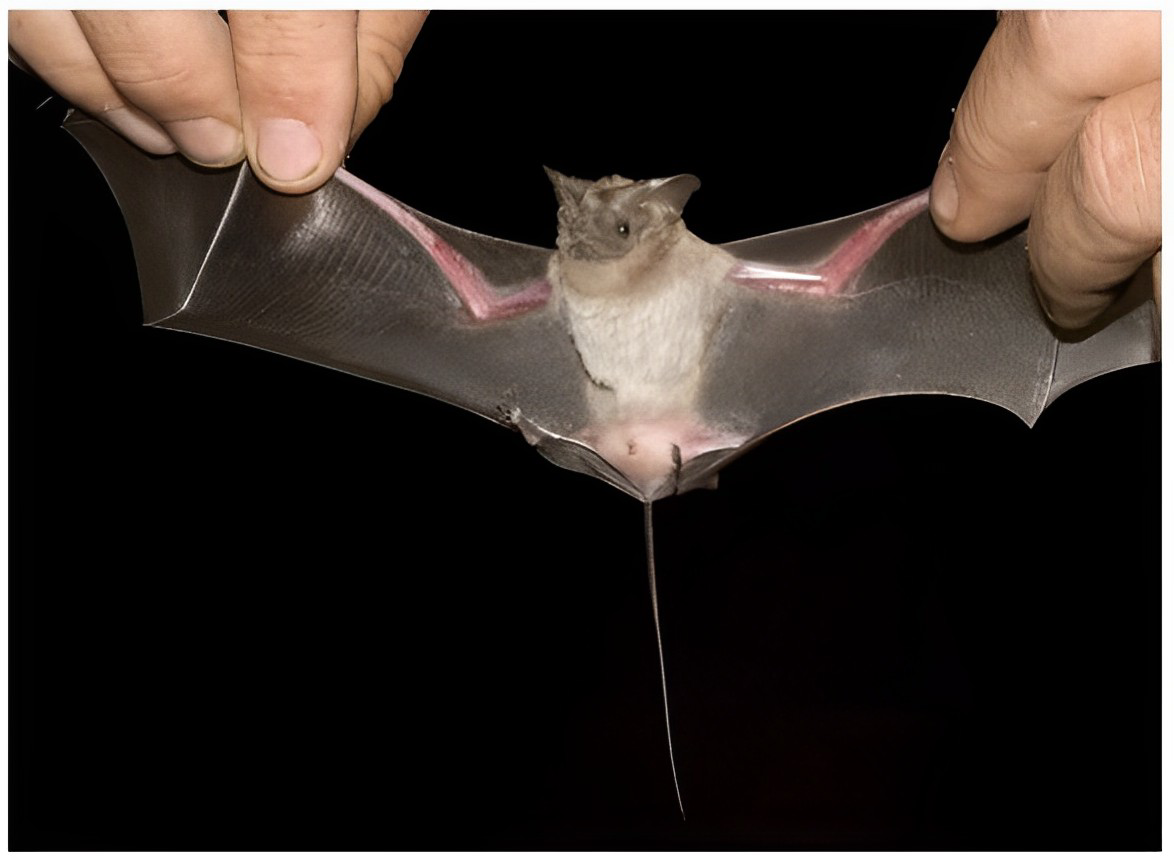 Additional view of Rhinopoma bat showing desert adaptations