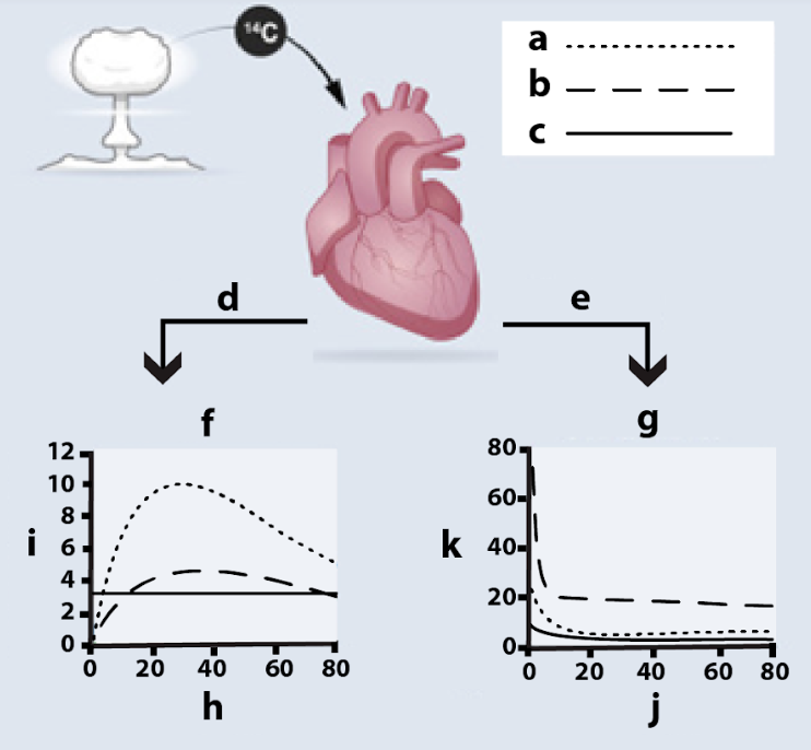 Panels showing cell numbers by stereology and 14C dating data for mesenchymal cells, endothelial cells, and cardiomyocytes across age
