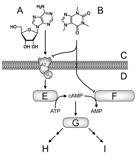 Diagram showing the structures of adenosine and caffeine, and the signaling pathway through the A2A receptor, adenylyl cyclase, cAMP, phosphodiesterase, and protein kinase A. Lines ending in a crossbar indicate the inhibitory effect of caffeine.