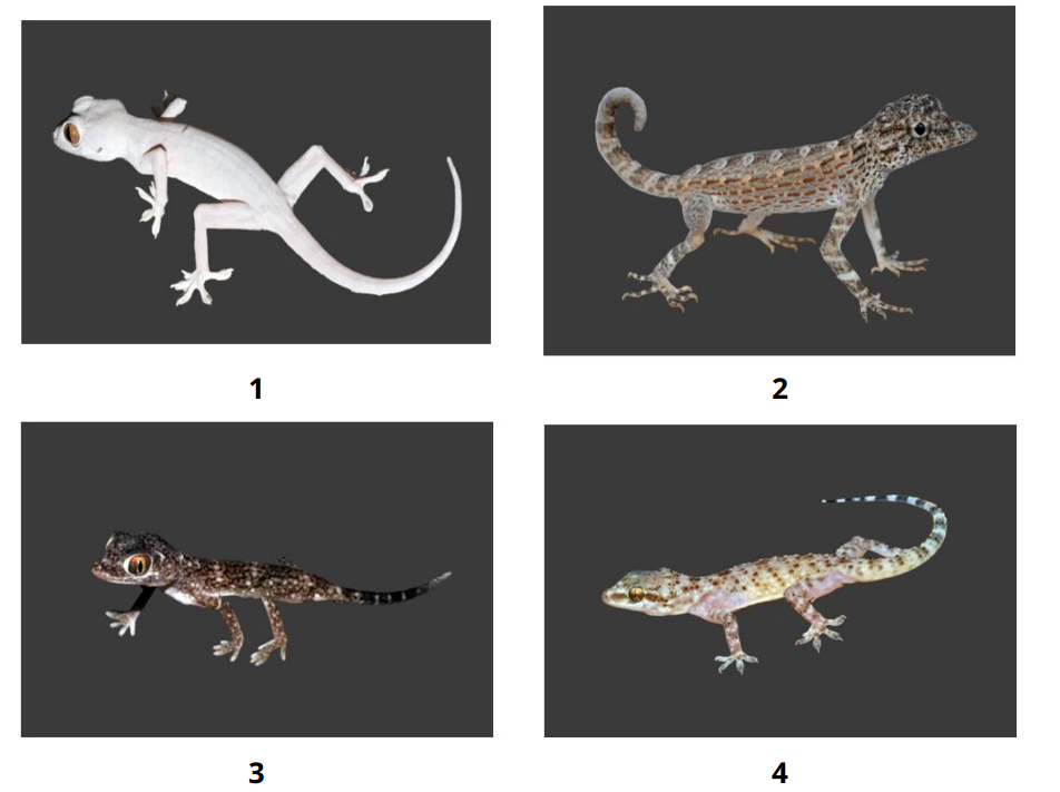 Eight Arabian lizard species showing diverse morphological adaptations