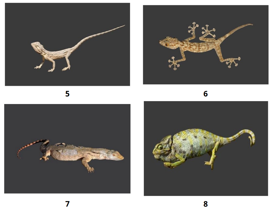 Additional views of the eight lizard species