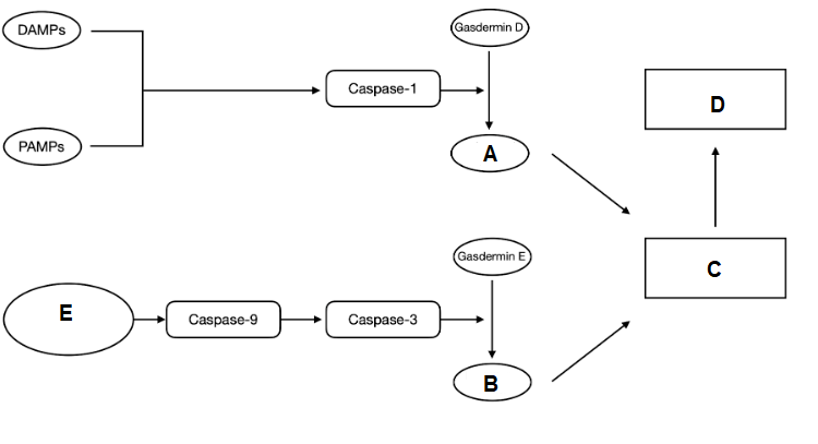Pyroptosis pathway diagram showing inflammasome activation, caspase cleavage, Gasdermin D and E N-terminal fragment pore formation, and downstream effects including mitochondrial disruption