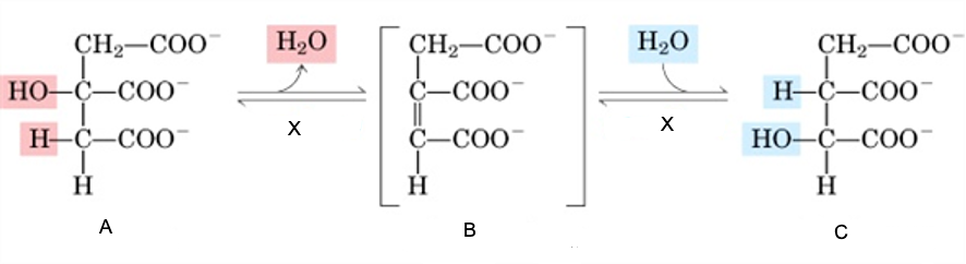 Aconitase reaction mechanism with citrate, cis-aconitate, and isocitrate structures