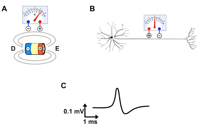 Electron transport chain diagram showing Complexes I–IV, ATP synthase, and the site of metformin inhibition at Complex I
