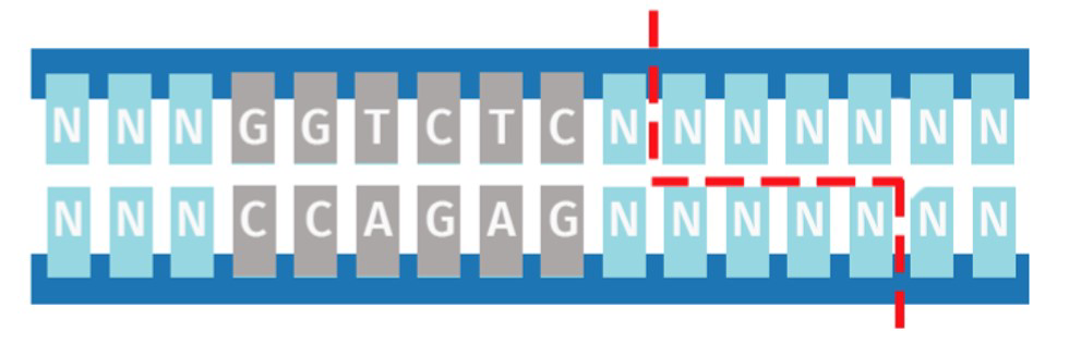 C-STAR system diagram showing caffeine-induced protein dimerization, STAT3 phosphorylation, and shGLP-1 gene activation