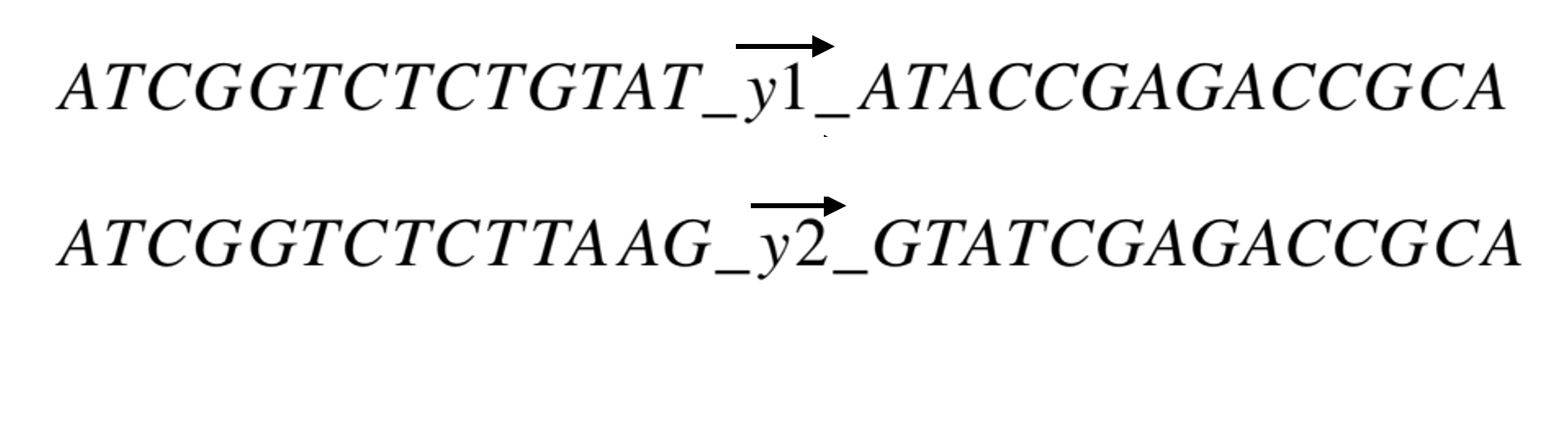 BsaI restriction enzyme recognition and cutting pattern, plasmid backbone with dropout